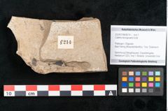 Foto (Objekt + Etikett) von Callitris brongniartii Endl. (NHMW-GEO-2024-0188-8214)